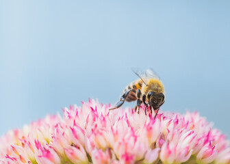 Honey bees collect pollen Spiraea flower. Macro shot.