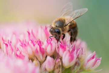Honey bees collect pollen Spiraea flower. Macro shot.