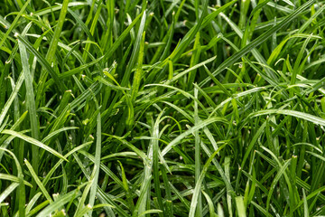 Close up of fresh thick grass with water drops in the early morning