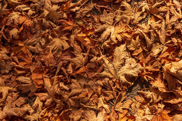 The leaves of the trees are falling during the Autumn in Vancouver.