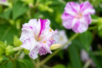 「オシロイバナ」とひとくくりにしても、実はとてもカラフルでなかには斑入りや絞り模様もあります