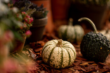 decorative beautiful pumpkin for Halloween
