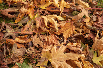 The leaves of the trees are falling during the Autumn in Vancouver.