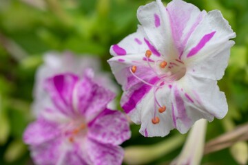 「オシロイバナ」とひとくくりにしても、実はとてもカラフルでなかには斑入りや絞り模様もあります