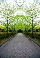 Roadside green ginkgo tree in Japan