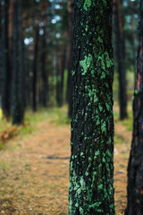 Naklejka premium Pine forest in rainy autumn morning. Autumn landscape. 