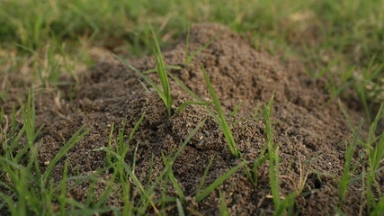 grass in the grass