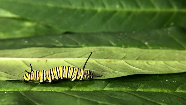 4K HD video of a monarch caterpillar on a milkweed leaf, moving left to right, moving head back and forth as it walks
