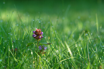 Purple flower of Prunella vulgaris (common self-heal, heal-all, heart-of-the-earth, carpenter's herb) in wet green grass. Fresh summer nature background with copy space for text