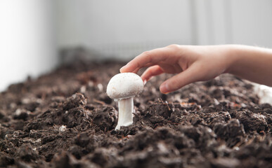 Hand holding mushroom champignon in farm.