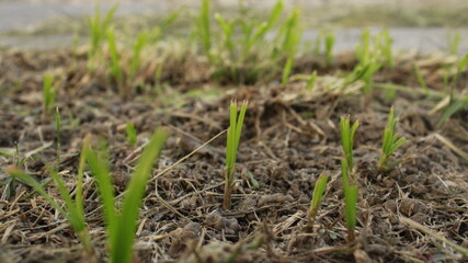 grass in the ground