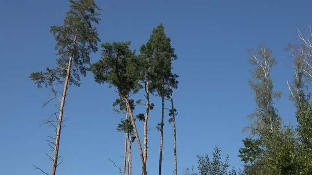 Tall pine trees found in the middle of the forest, bark beetle calamity

