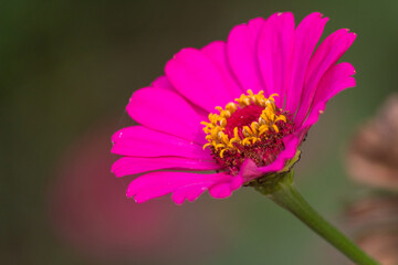 close up of pink flower with macro details.