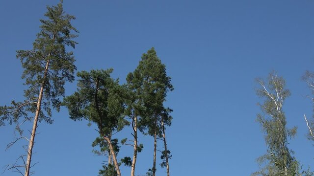 Tall pine trees found in the middle of the forest, bark beetle calamity
