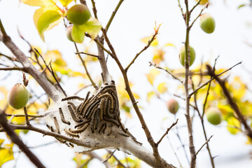 caterpillar worm on the moth in the family