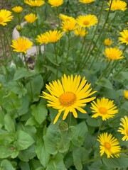 field of sunflowers