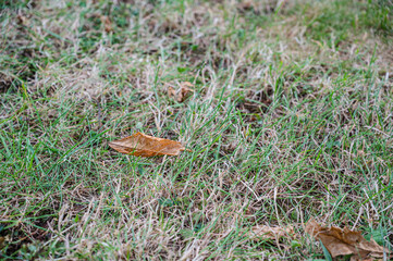 A dry autumn leaf on green grass
