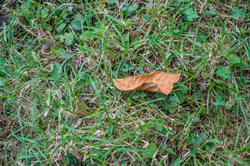 Naklejka na ściany i meble A dry autumn leaf on green grass
