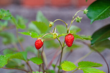 A selective focus shot of wild strawberries