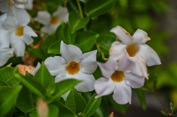A selective focus shot of white diplomatic flower