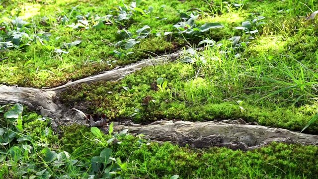 Moss and small grasses and plants grow around an exposed root.