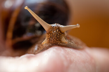 A large snail on a human hand. Pet, cosmetology and useful properties. A snail from the Helicidae family.