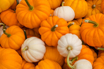 Colorful orange and white pumpkins on display in autumn
