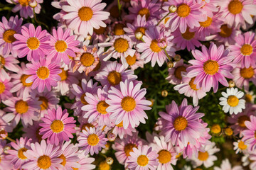 Colorful Margaret flower background., Daisy