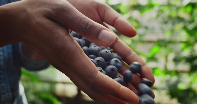 Close up view of afro american farmer hands throwing fistful of fresh blueberries . Concept of farming and harvest picking
