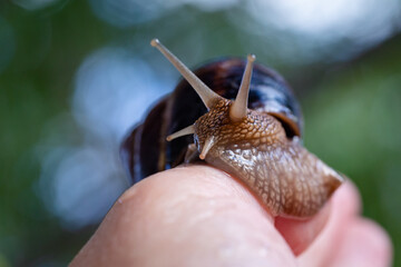 A large snail on a human hand. Pet, cosmetology and useful properties. A snail from the Helicidae family.