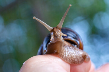 A large snail on a human hand. Pet, cosmetology and useful properties. A snail from the Helicidae family.