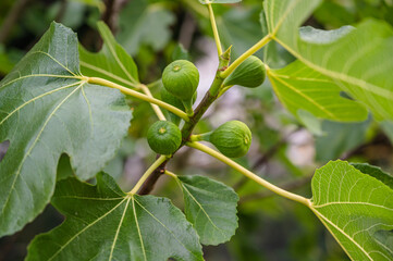 A closeup shot of a fig tree branch