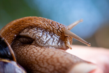 A large snail on a human hand. Pet, cosmetology and useful properties. A snail from the Helicidae family.