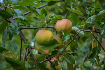 A selective focus shot of apple tree branches