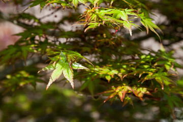Green maple leaf., three maple leaves have changed color in fall.