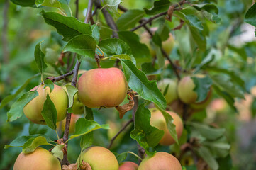 A selective focus shot of apple tree branches