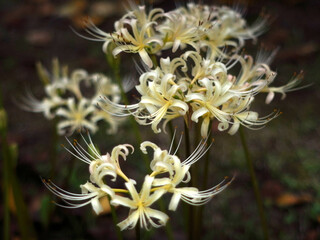 ショウキズイセン Lycoris africana
