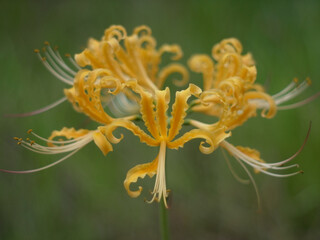 ショウキズイセン Lycoris africana
