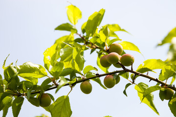 Young green ume plum fruit on a tree., Japan plum.