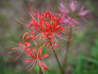 ショウキズイセン Lycoris africana