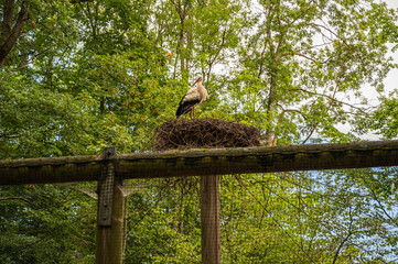 A low angle shot of stork in a nest