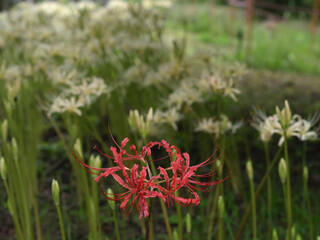 ショウキズイセン Lycoris africana