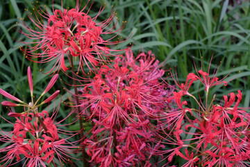 ショウキズイセン Lycoris africana