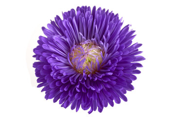 Purple aster flower