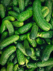Fresh, green Common cucumbers (Latin Cucumis sativus) are on top of each other in the supermarket for sale. Vertical photo background.