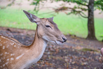 A dappled deer in nature