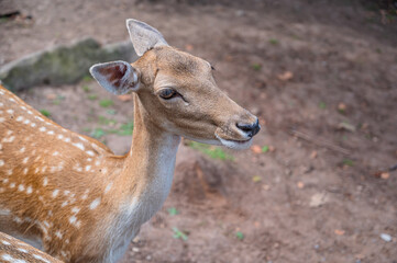 Obraz premium A dappled deer in nature