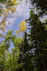 Obraz premium Forest in Autumn