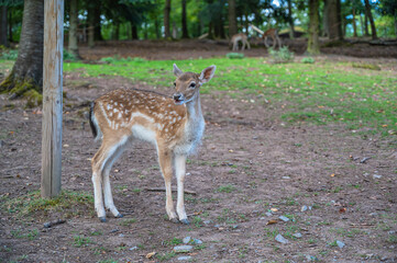 The adorable deer with dots walking on the ground in the park