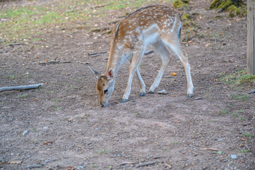 The adorable deer with dots walking on the ground in the park